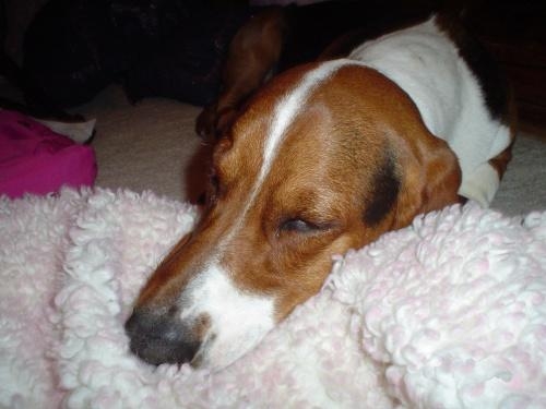 Gus -  the Basset Hound.JPG